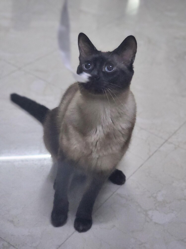 Siamese cats for adoption - 4