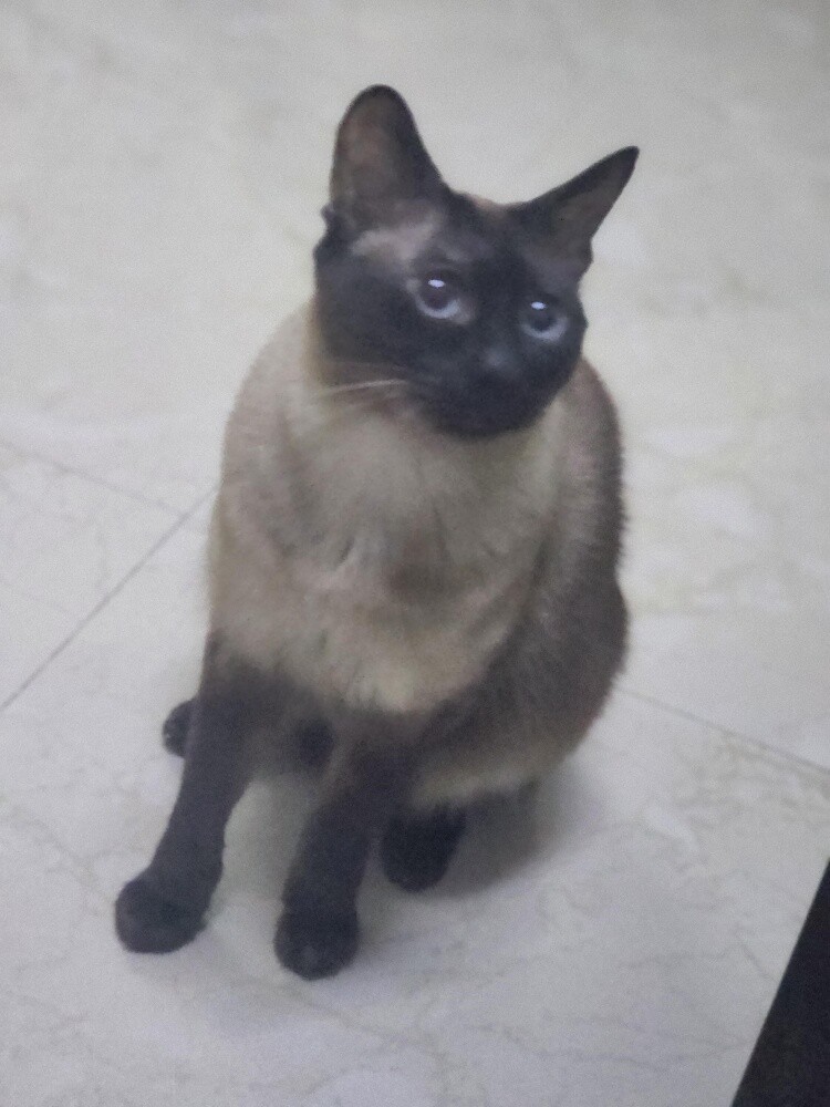 Siamese cats for adoption - 1