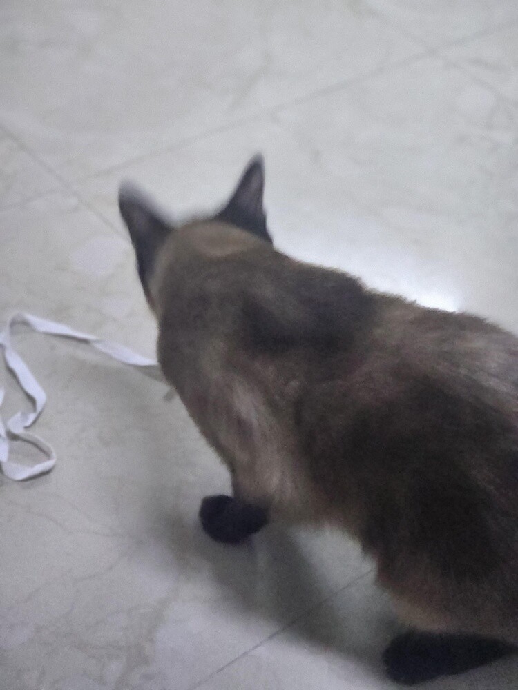 Siamese cats for adoption - 2