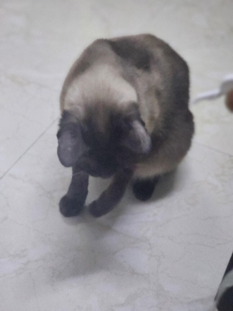 Siamese cats for adoption - 3