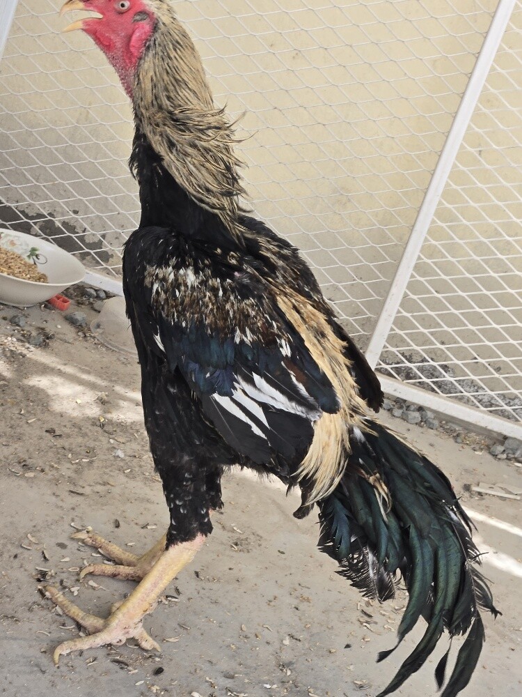 shamo Rooster - 1