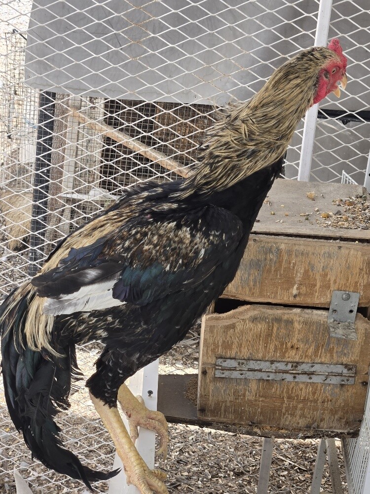shamo Rooster - 2