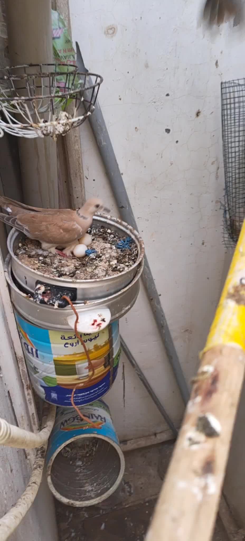 African dove - 2
