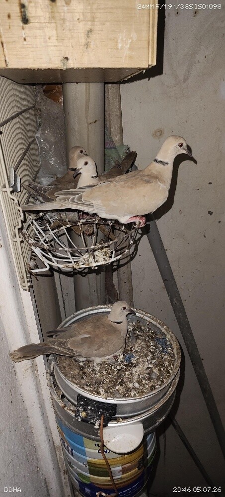 African dove - 1