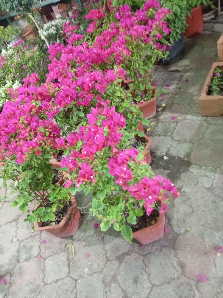 أشجار الجوهنميه - 1