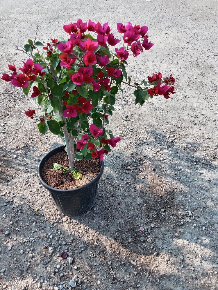 أشجار الجوهنميه - 4