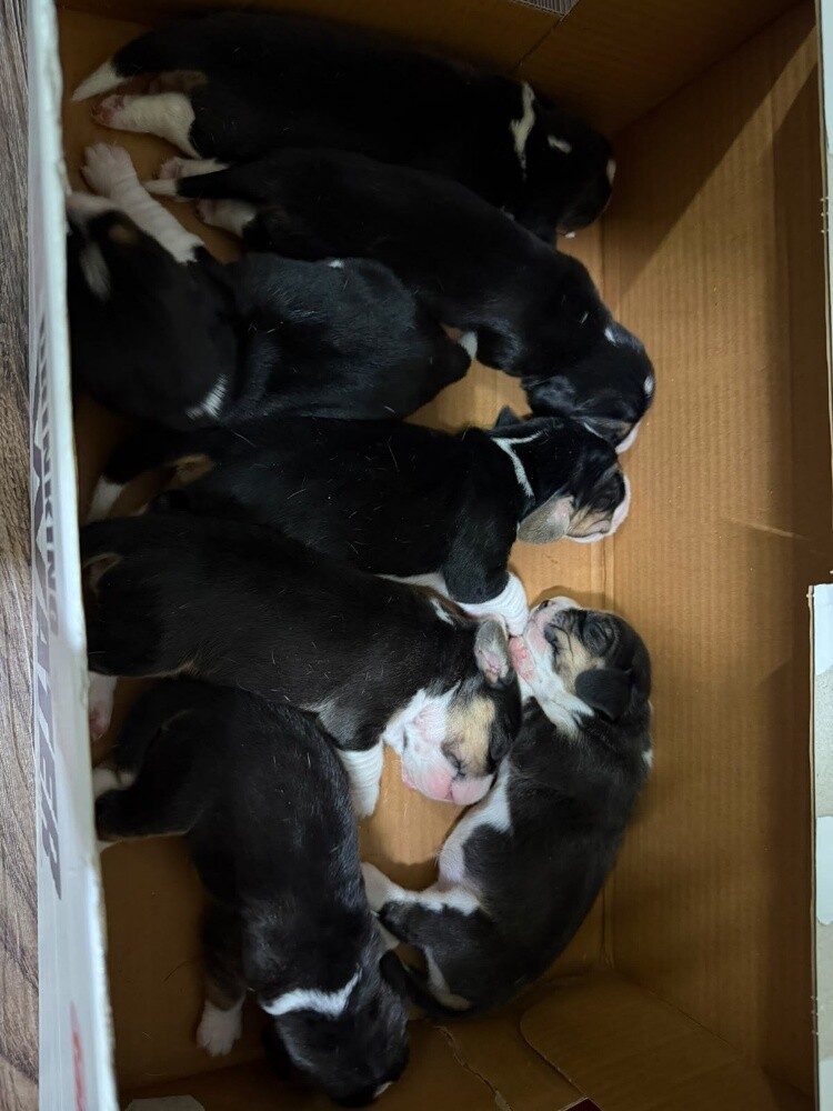 Beagle Dogs - 9