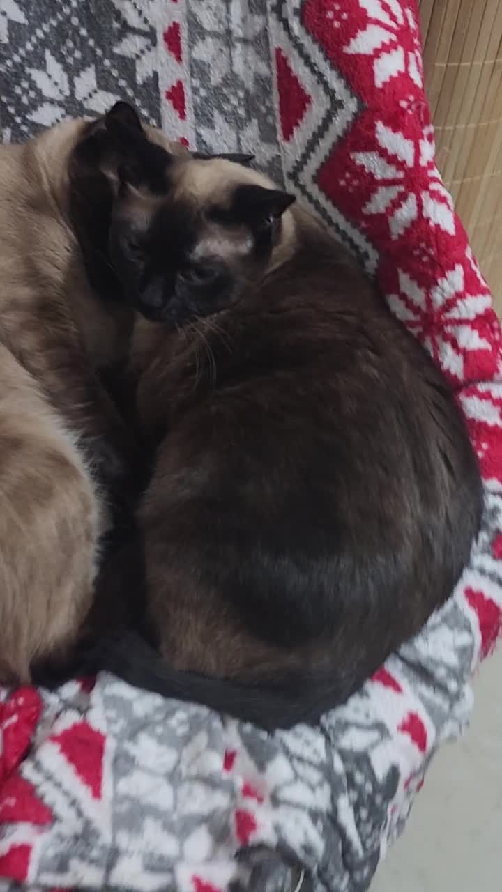 Siamese cats for adoption - 5