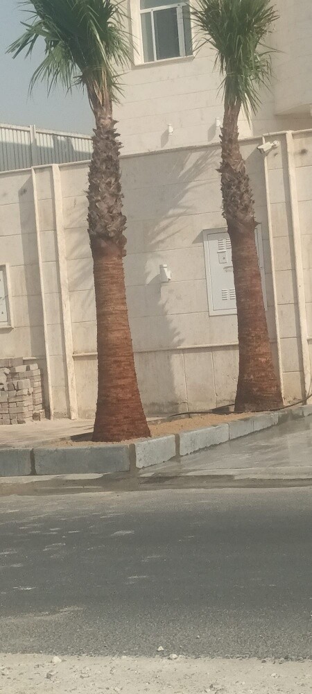 تنسيق الحدائق - 24