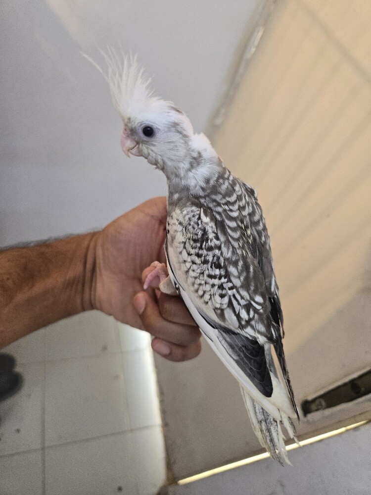 cocktail - 2