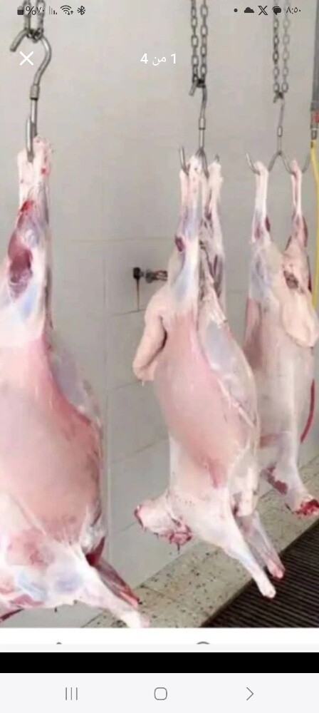 قصاب خرفان وجماال وعجول - 1