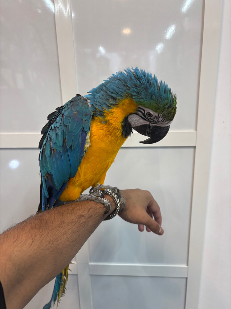 MACAW PARROT - 2