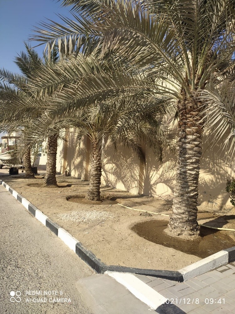 النخل - 1
