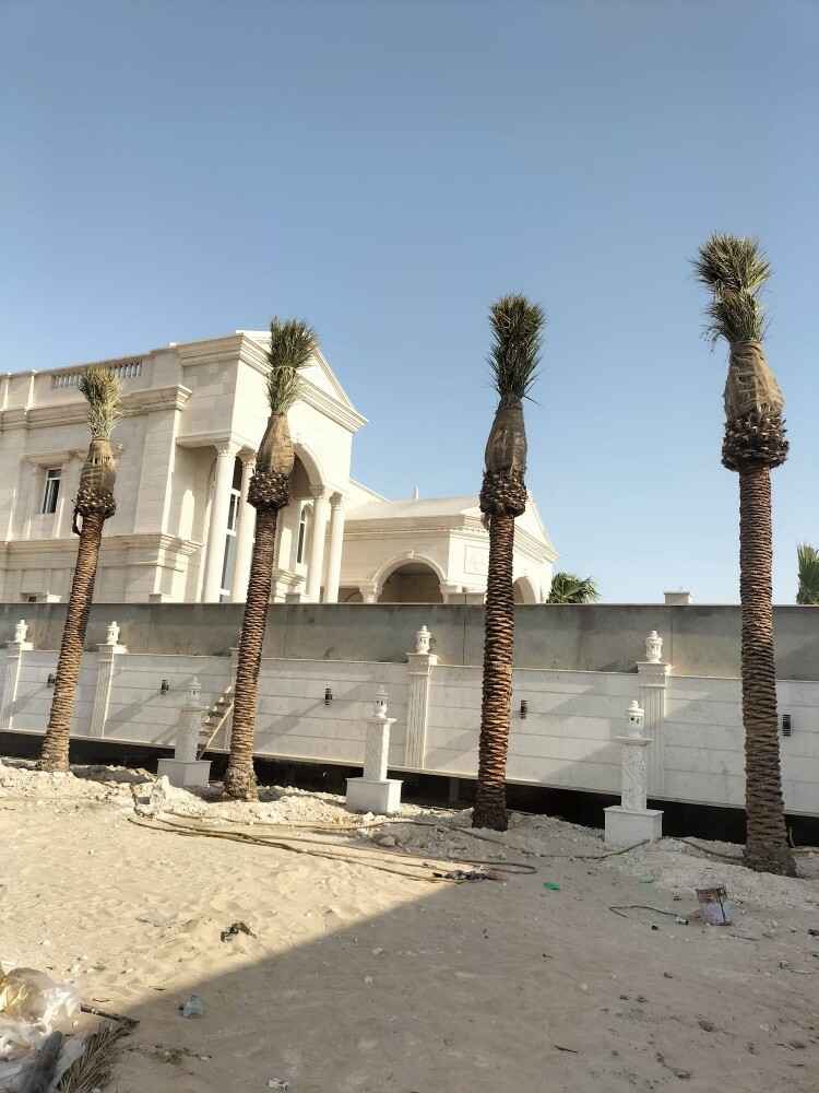 النخل - 3