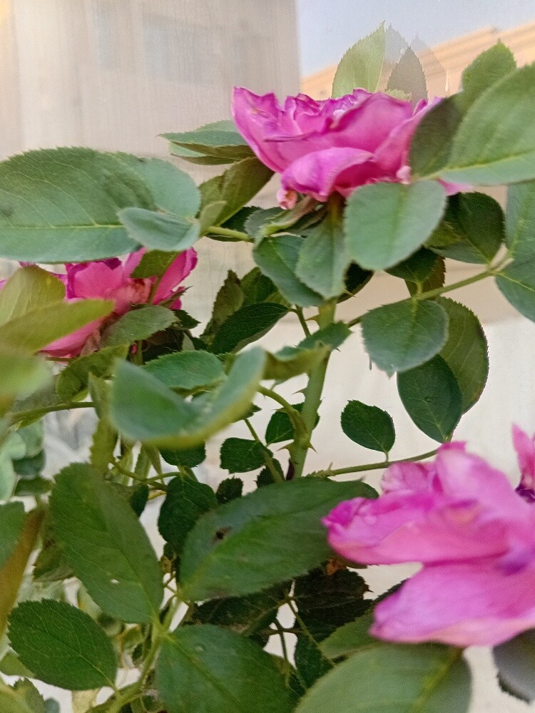 جوري ورد بلدي - 2