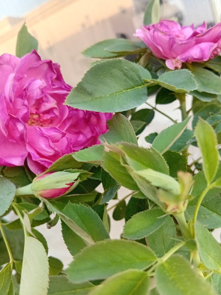 جوري ورد بلدي - 1