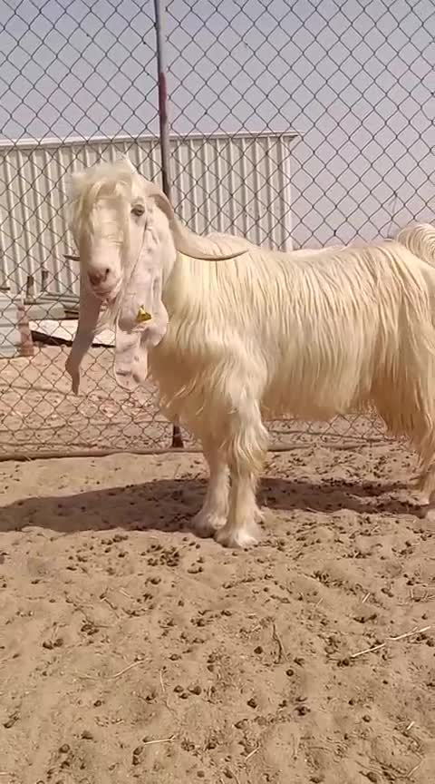للبيع تيس فحل عارضي أبيض 55866558 - 1