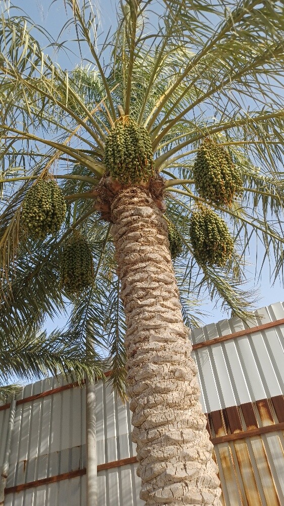 زراعة العشب الطبيعي - 15