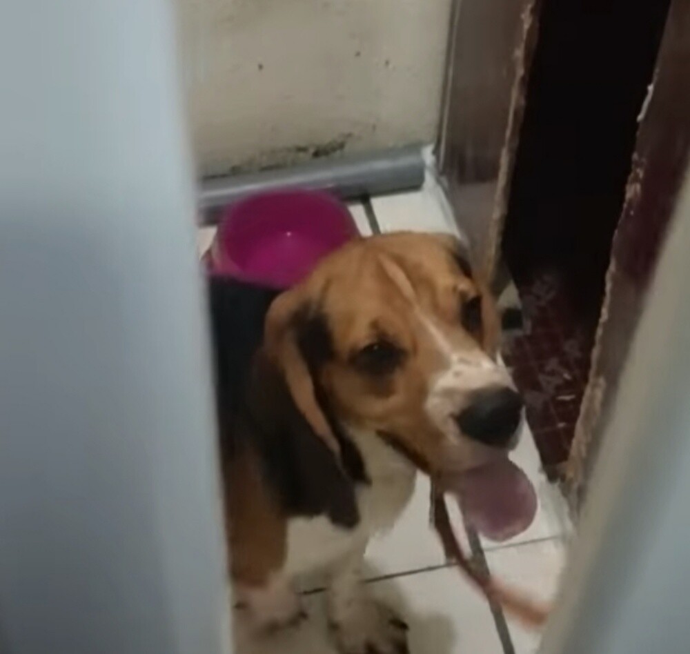 Beagle Dogs - 8