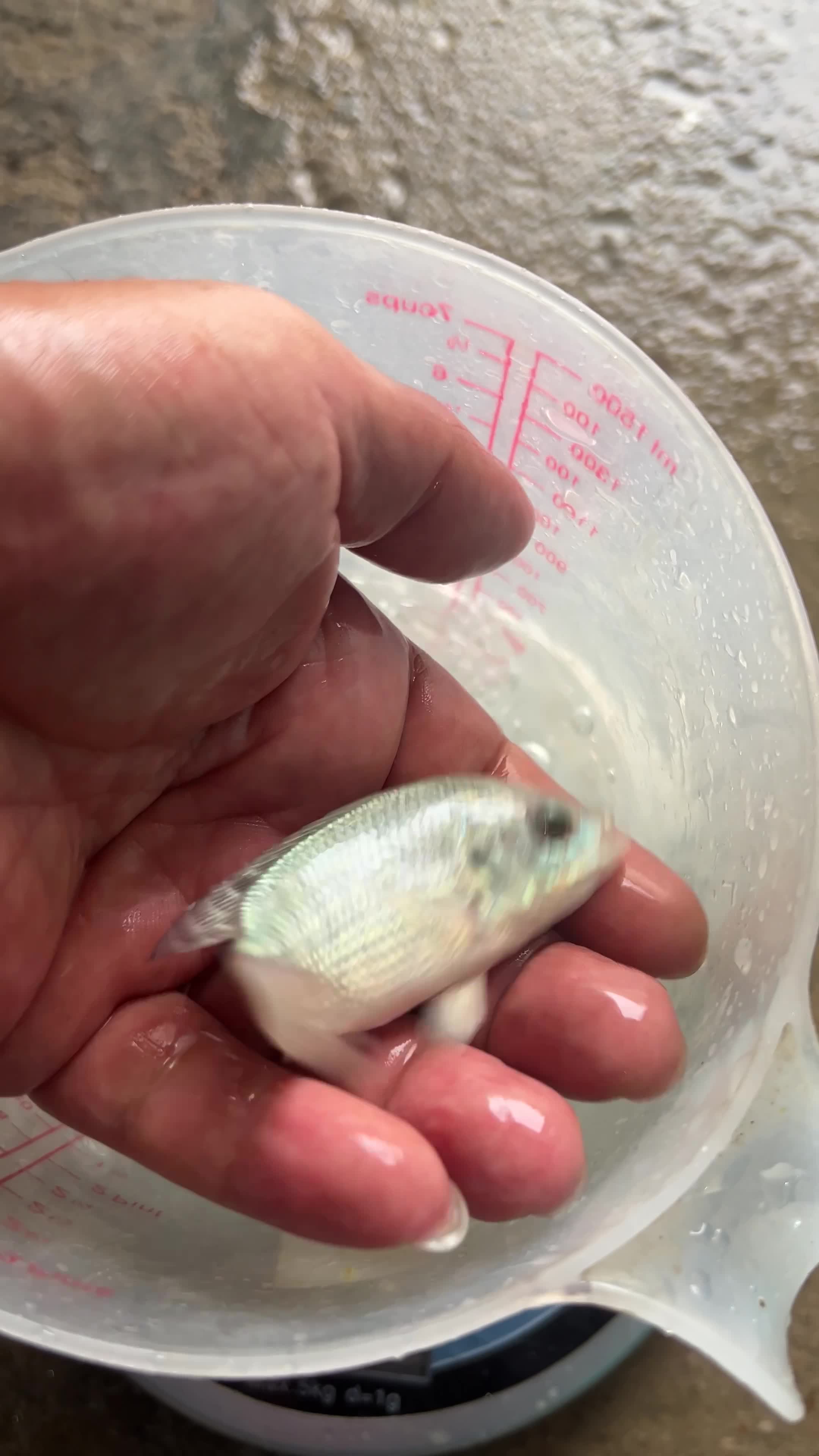 tilapia fingerlings  - 1