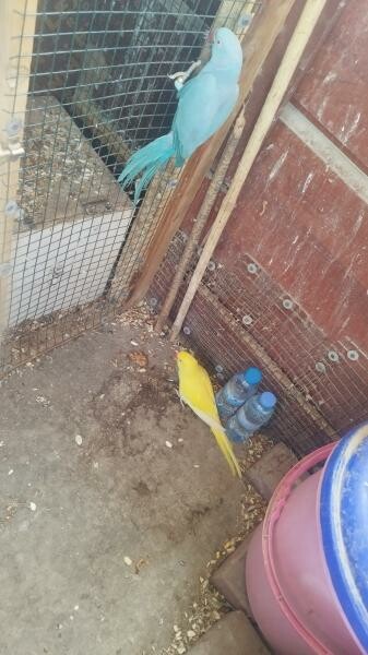 Indian ring neck breeding pairs - 2
