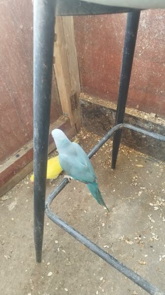 Indian ring neck breeding pairs - 4