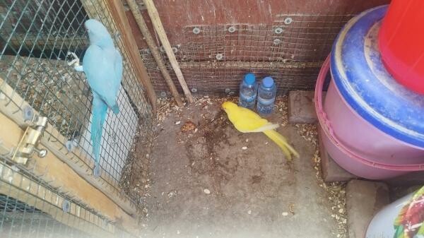 Indian ring neck breeding pairs - 3