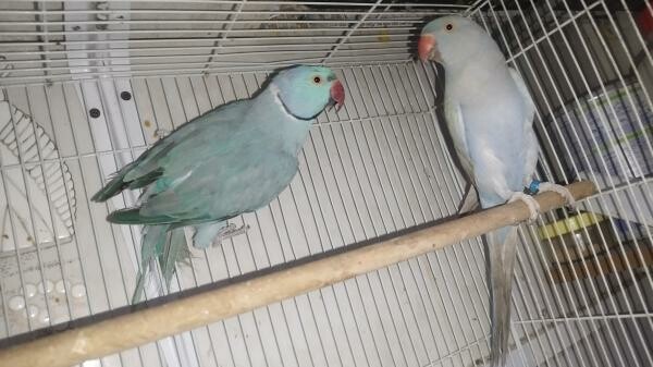 Indian ring neck breeding pairs - 6