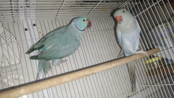 Indian ring neck breeding pairs - 5