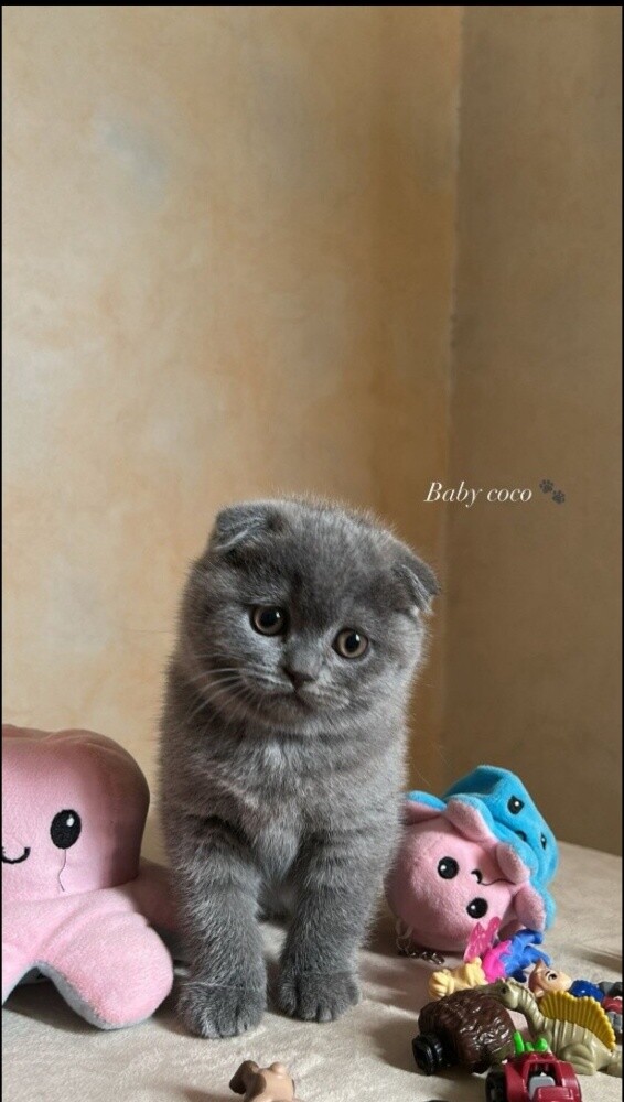 Pure breeds - 1