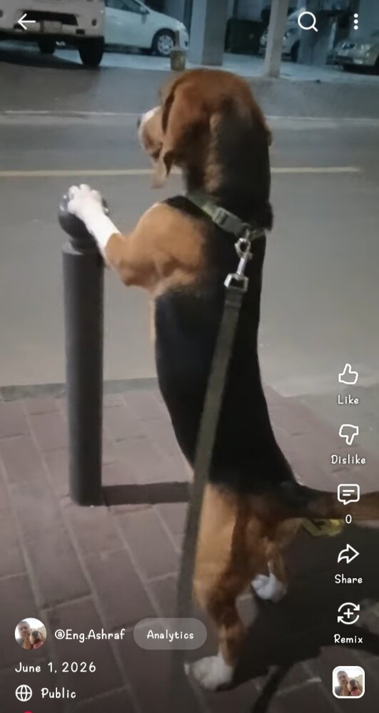 Beagle Dogs - 7