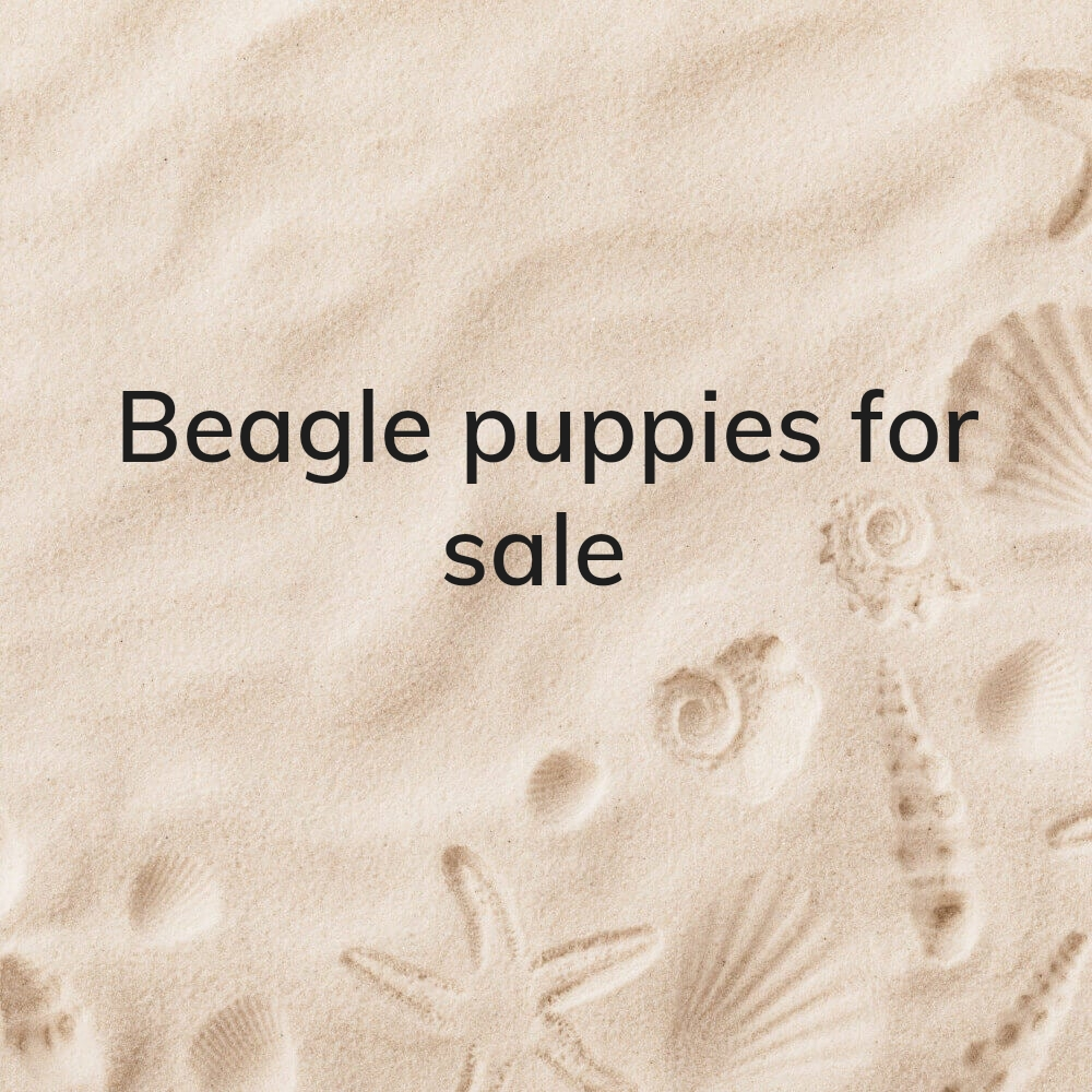 Beagle Dogs - 12