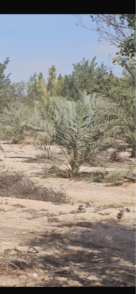 عندك مزرعة - 7