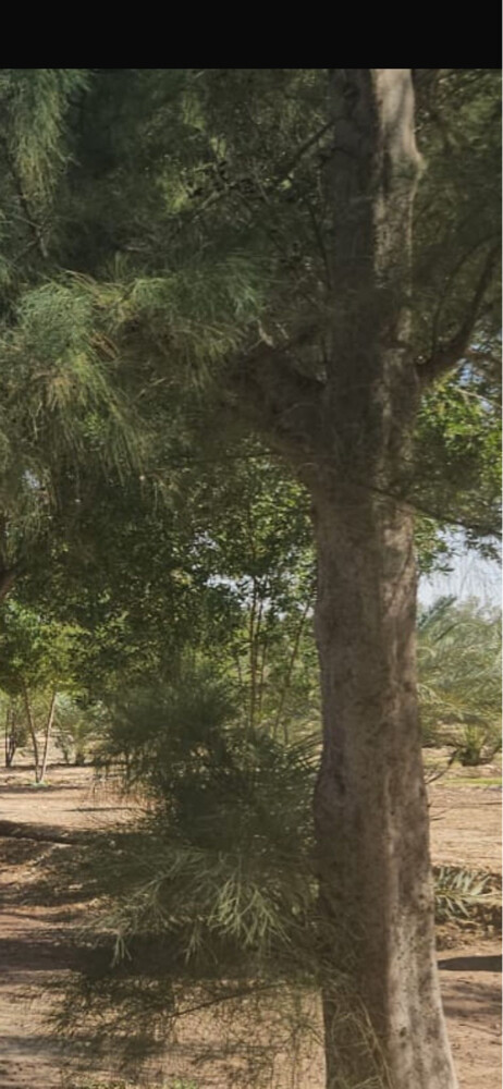 عندك مزرعة - 4