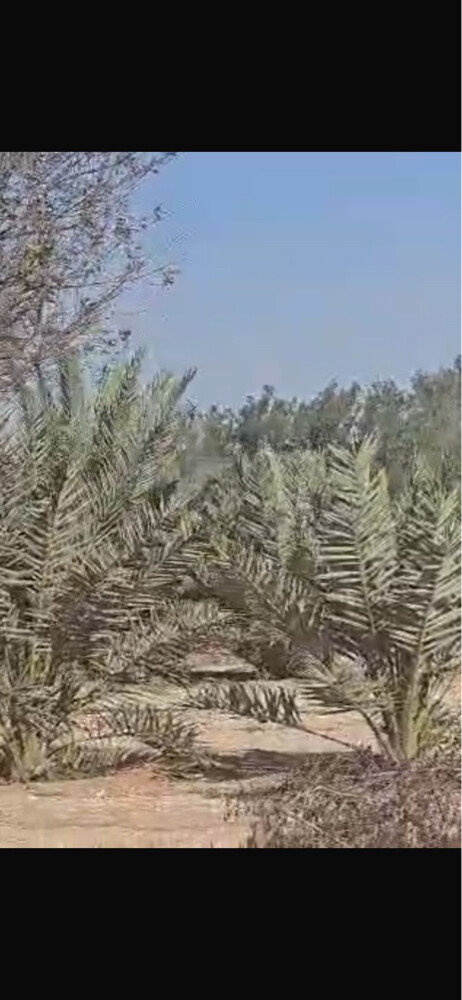 عندك مزرعة - 2