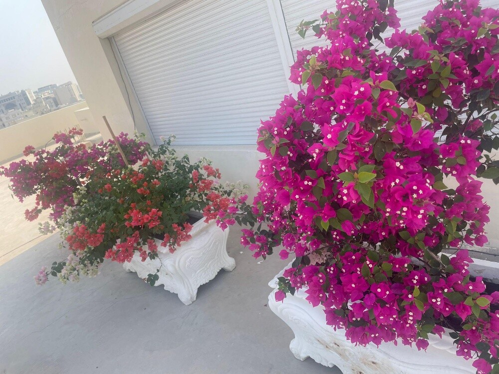 منصف حدائق - 3