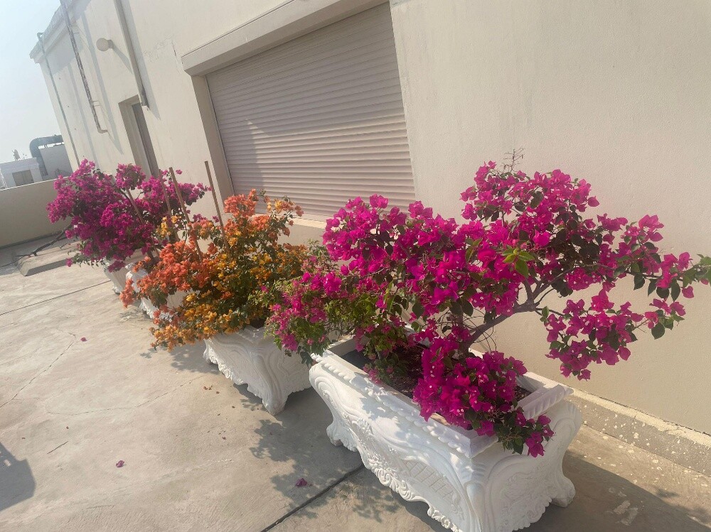 منصف حدائق - 4