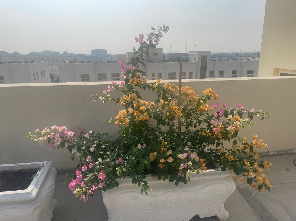 منصف حدائق - 6