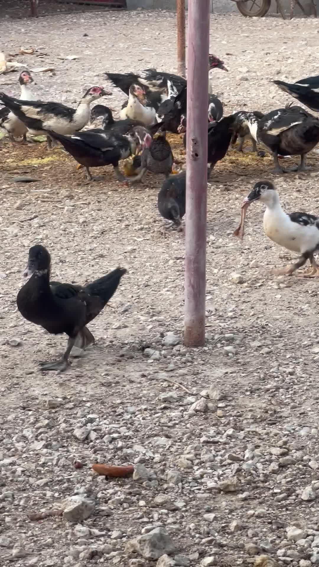 بط مصرى  - 1