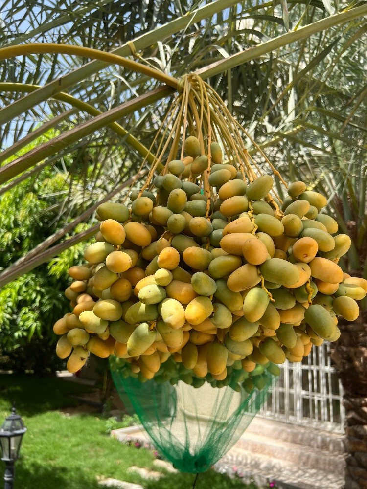 ترتيب وتنظيف الحدائق - 13