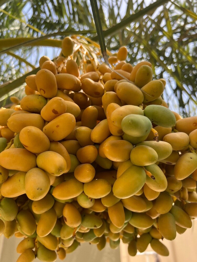 ترتيب وتنظيف الحدائق - 12