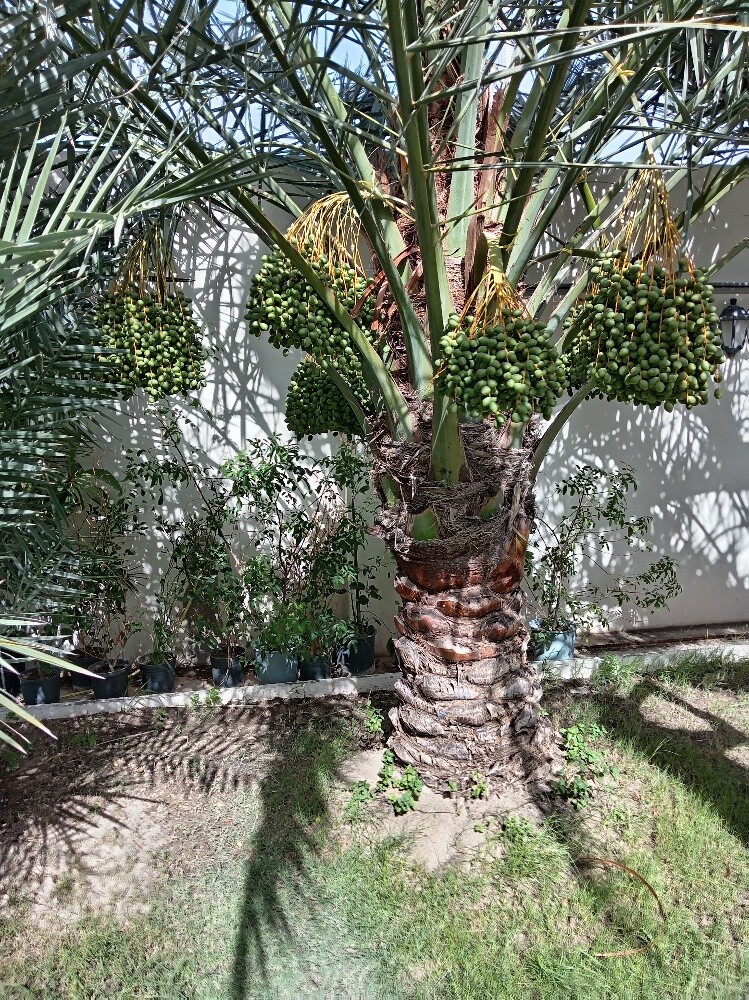 النخيل - 2