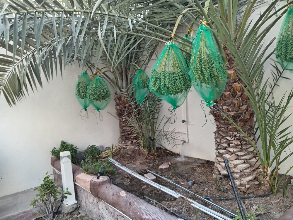 النخيل - 4