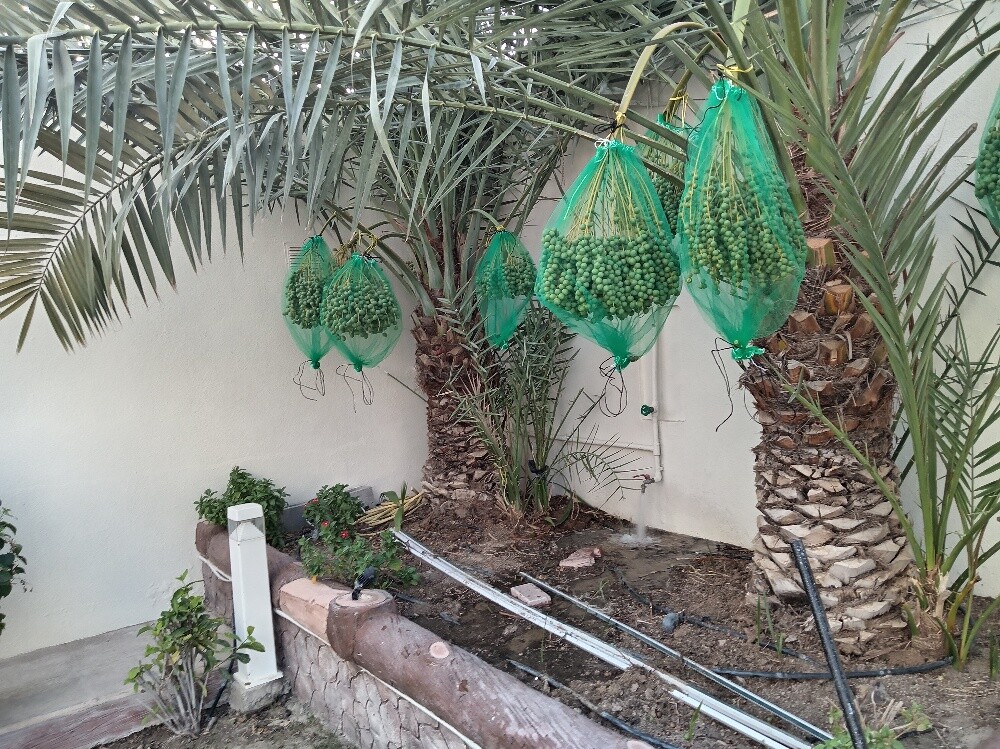 النخيل - 3