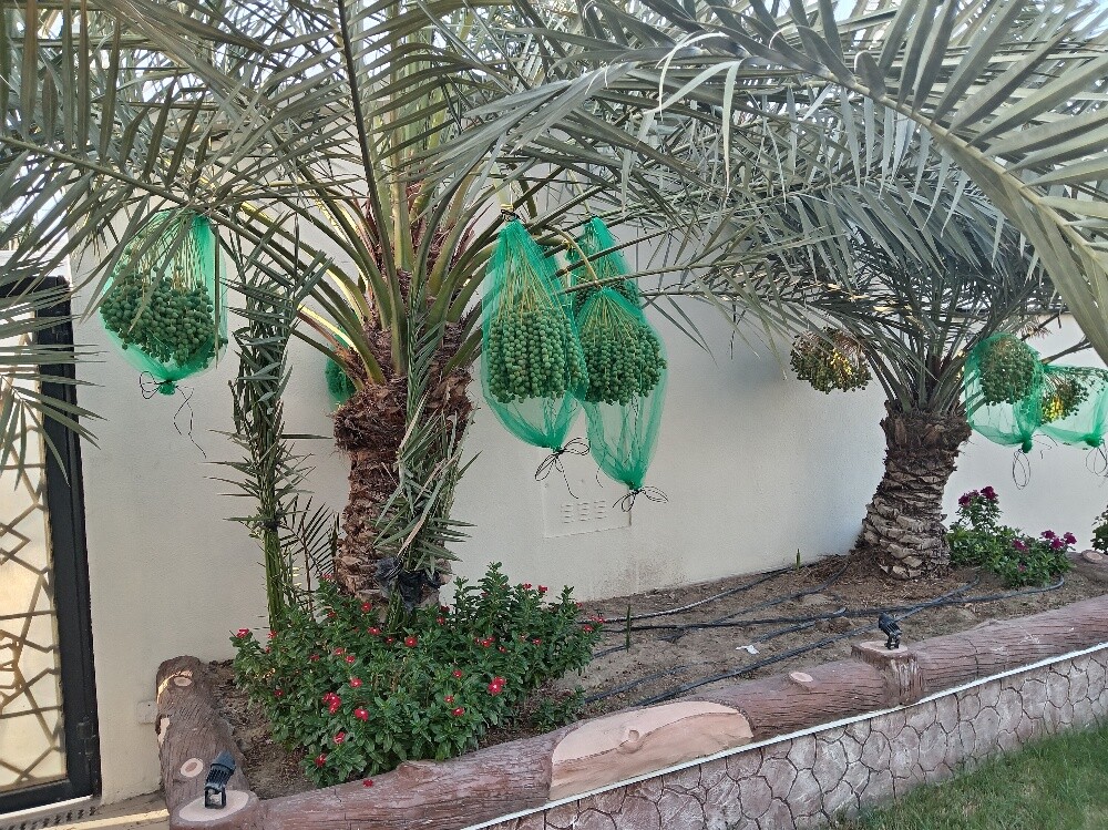 النخيل - 5