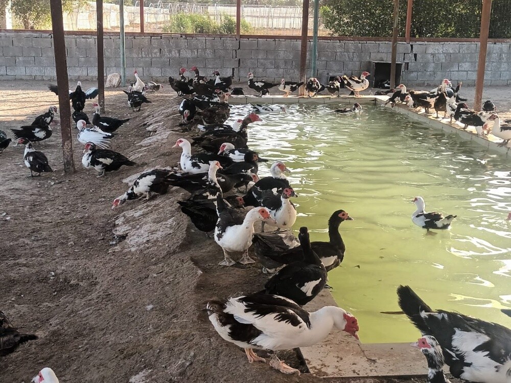 فروخ بط - 2