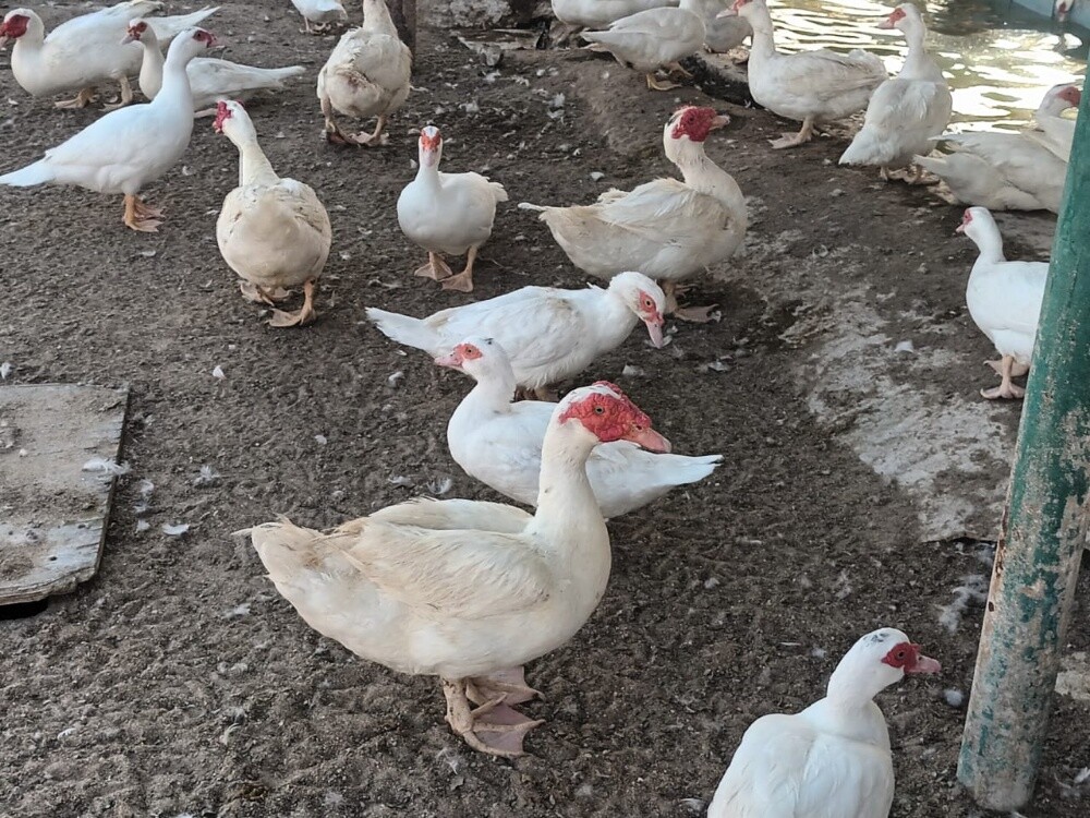 فروخ بط - 1