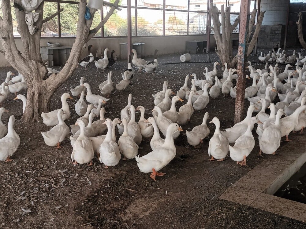 فروخ بط - 3