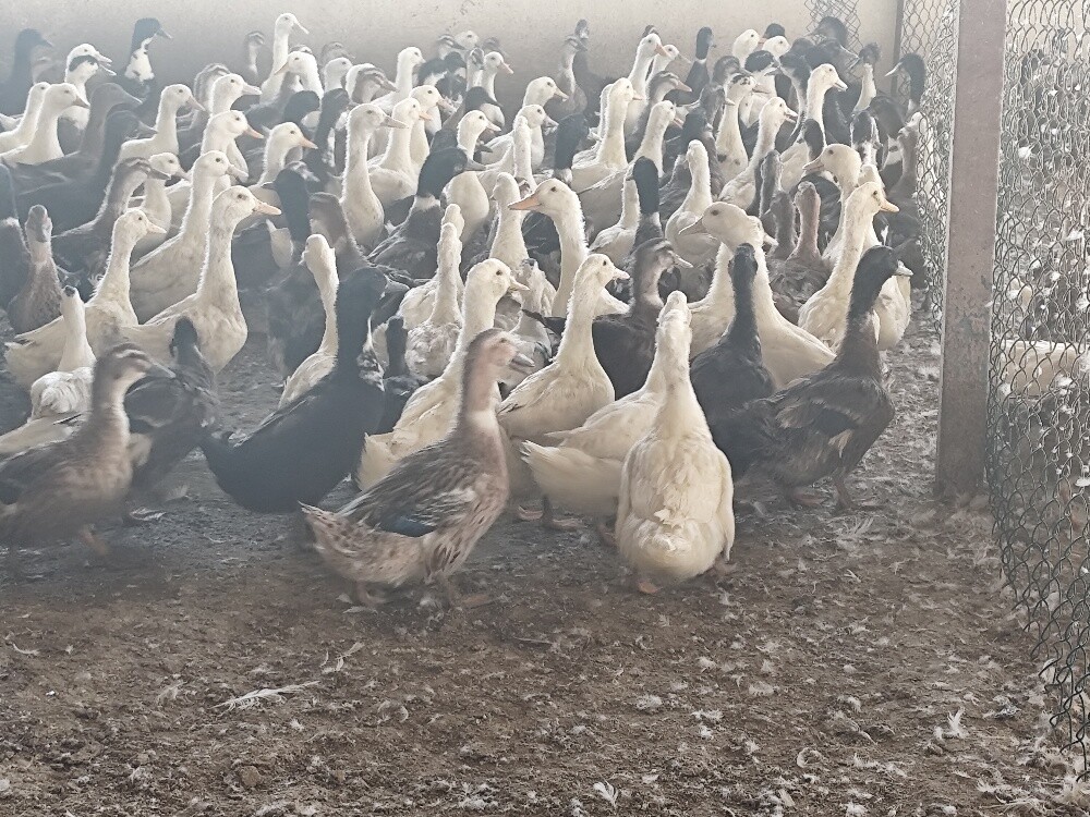 بط بكينى+بط فرنسى جامبو - 1