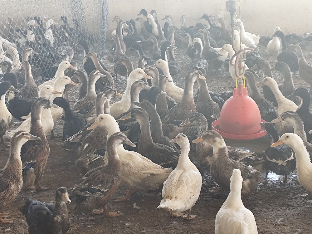 بط بكينى+بط فرنسى جامبو - 2